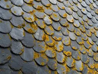 Ardoises couvertes de mousse et de lichen